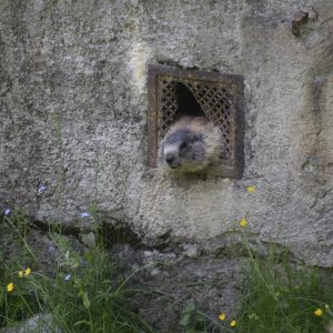 Photo Groundhog, poop